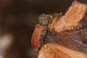 Wood boring beetle