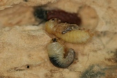 Wood boring beetle larvae