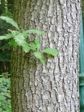 Feuilles d'un chêne (Quercus spp.)