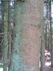 Rinde einer Fichte (Picea abies)