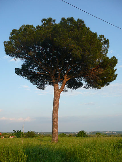 Pin (Pinus sylvestris)