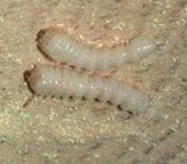 House longhorn beetle larva