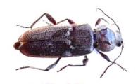 House longhorn beetle (Hylotrupes bajulus)